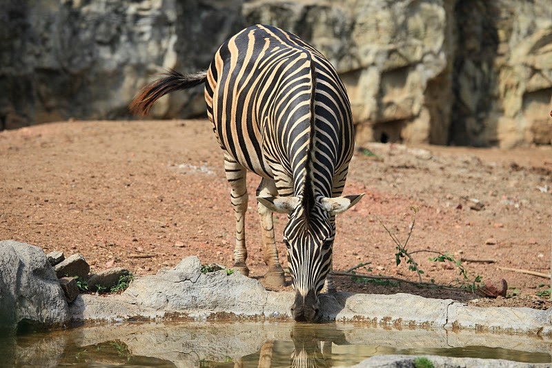 Thailand, Bangkok, Dusit Zoo